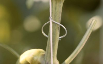 The most efficient Tying System for Greenhouse