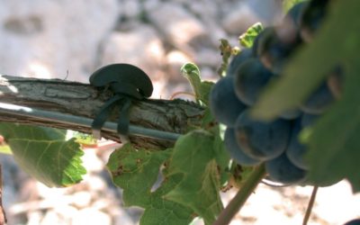 When training and trellising in the vineyard and orchard RubberTies will save you money